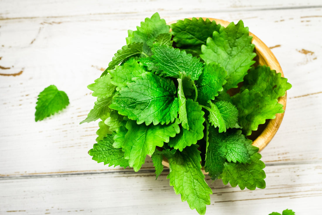 El toronjil y sus efectos: las preguntas y respuestas más importantes