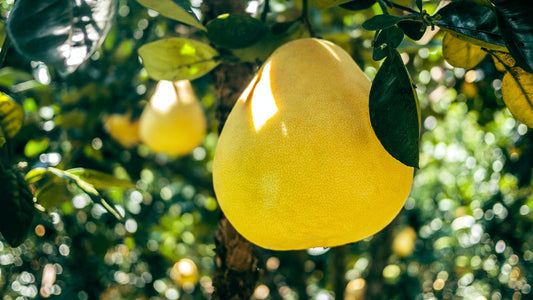 El efecto del pomelo en la salud: las preguntas y respuestas más importantes