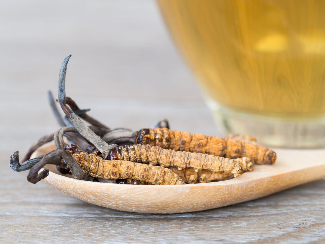 Cordyceps: ¿qué es y para qué es importante?