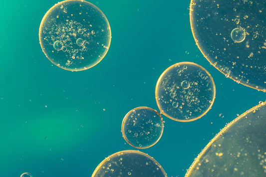 Autofagia: definición y explicaciones